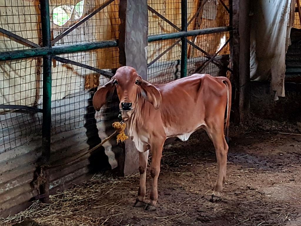 우다이푸르 Krishna Ranch 빌라 외부 사진